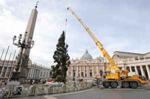 The Vatican Christmas tree is positioned in St. Peter's Square at the Vatican Nov. 24. The 82-feet-tall tree is from the Trentino province in northern Italy. (CNS photo/Max Rossi, Reuters) See POPE-LITURGY-CALENDAR Nov. 28, 2106.